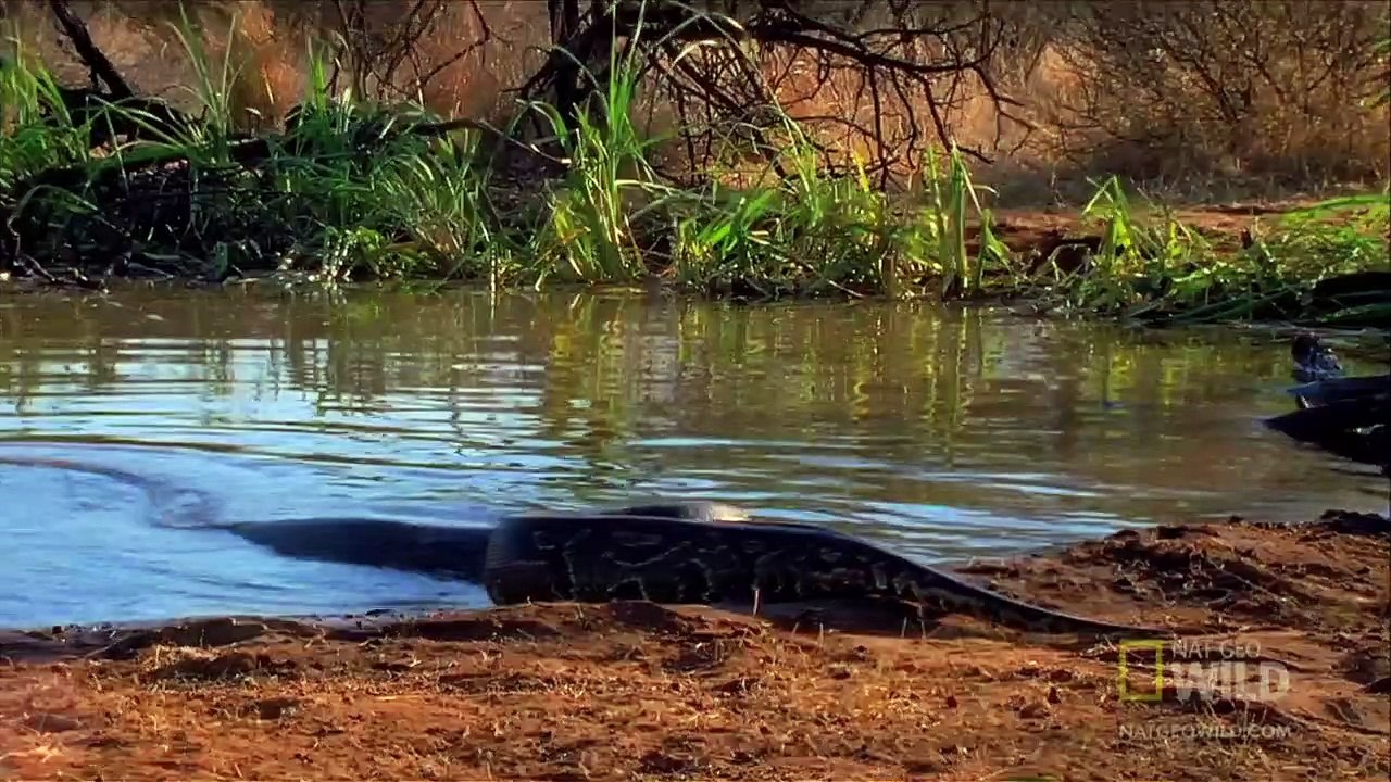 Python Eats Antelope   World's Deadliest