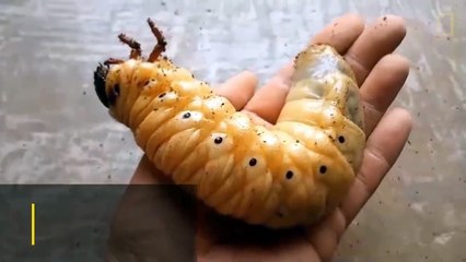 Watch a Hercules Beetle Metamorphose Before Your Eyes   Nat Geo Wild