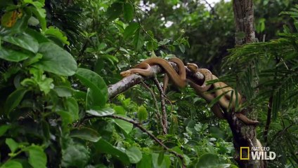 Welcome to Snake Island   Brazil
