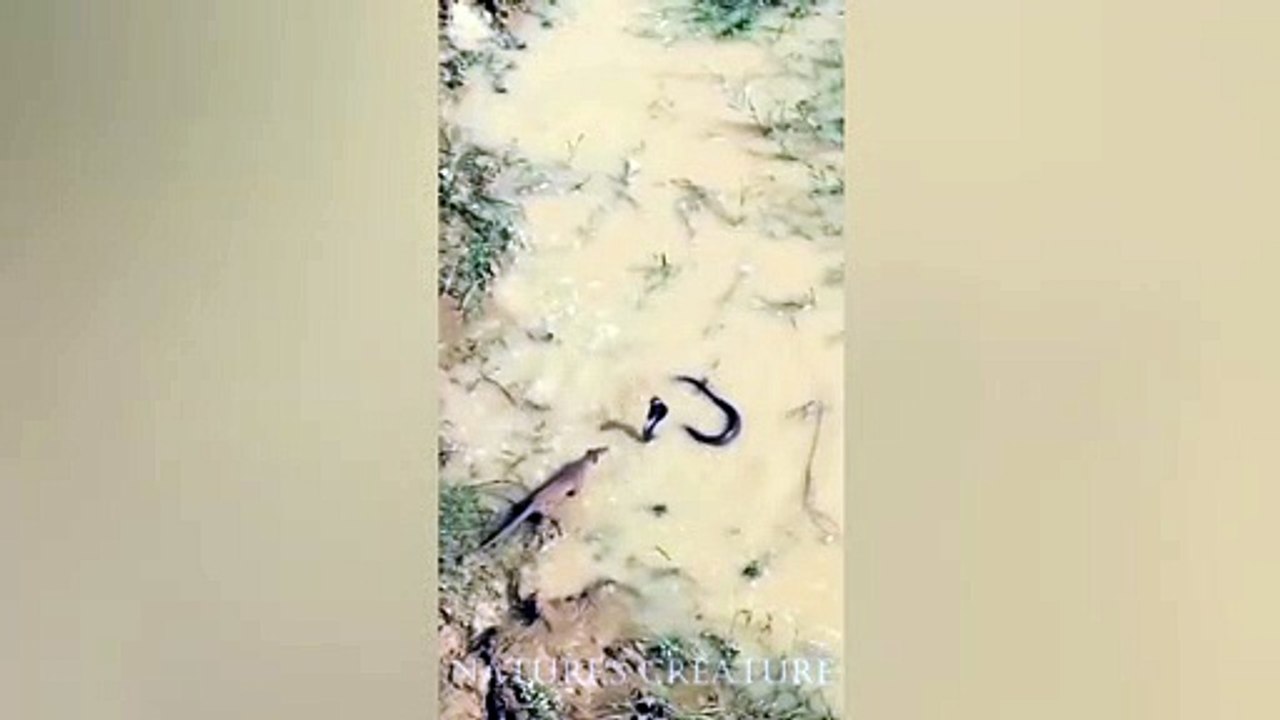 cobra