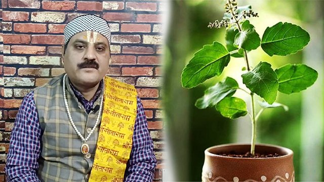 तुलसी इस दिन भूलकर भी ना तोड़ें, घर में आएगी गरीबी l तुलसी इस दिन और समय में तोड़ना अशुभ l Boldsky