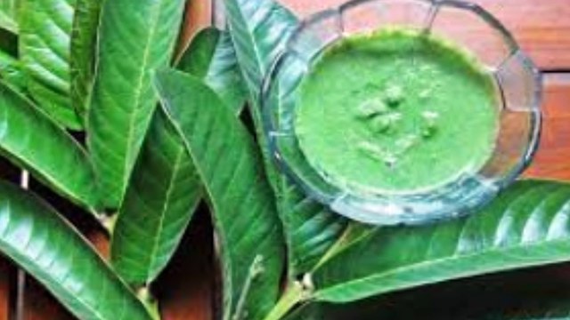 Turunkan Kolesterol dengan Daun Jambu Biji, Ini Cara membuat nya