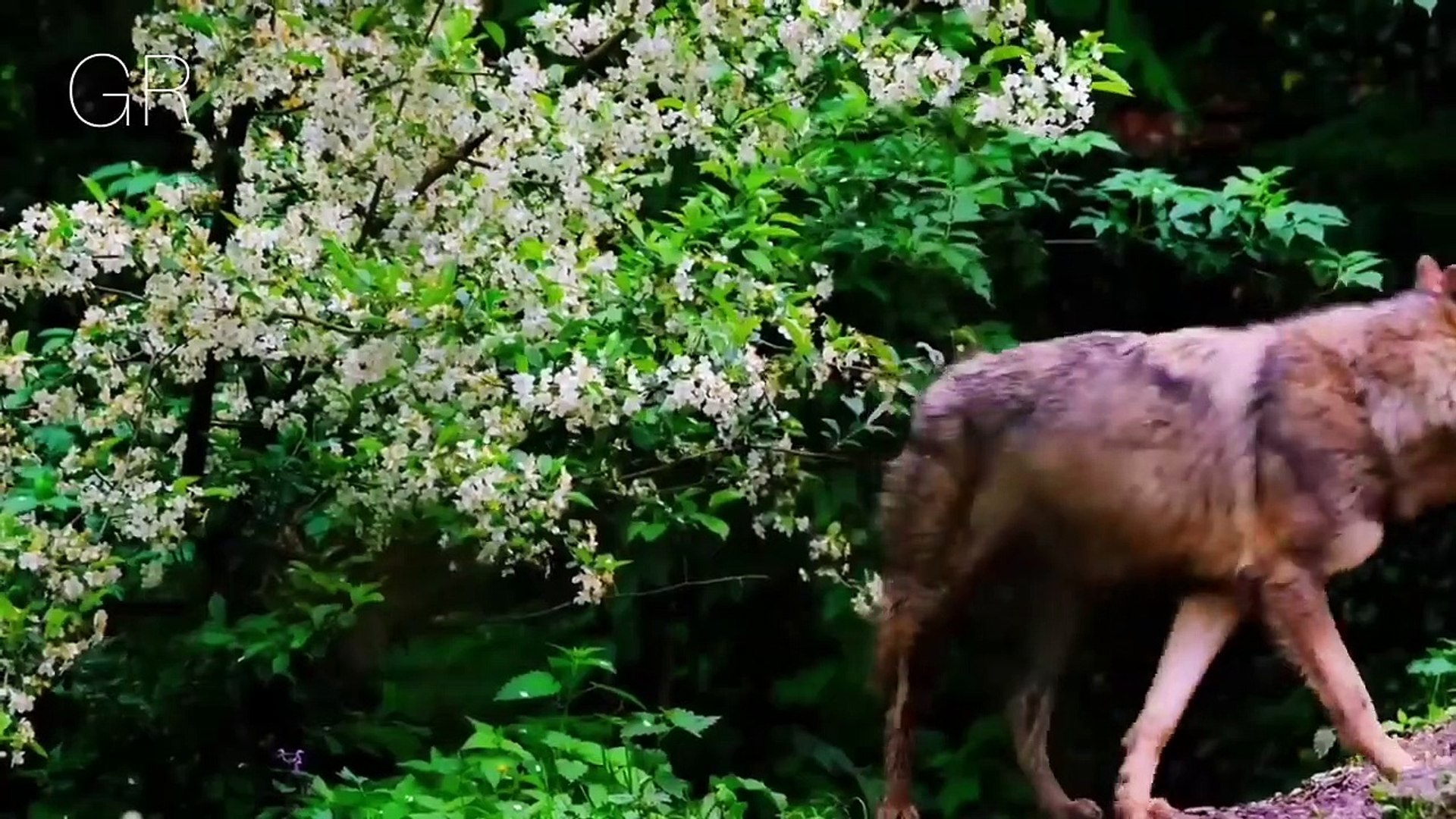 Cute little animals