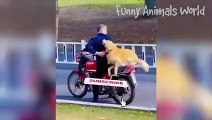 Funniest Dogs And Cats Videos -- - Best Funny Animal Videos 2023