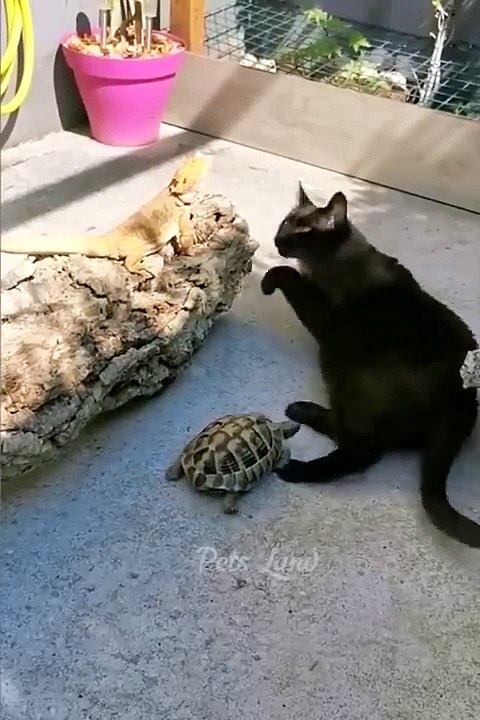 Funniest Animal 2023 -- Fun with Cats and Dogs ---- Part 25
