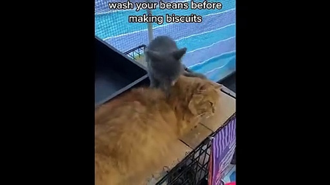 FUNNY CAT MEMES COMPILATION V01(480P)