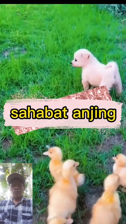 Sahabat anjing
