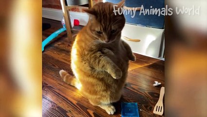Funniest Dogs And Cats Videos  - Best Funny Animal Videos 2023  #1 try not to laugh