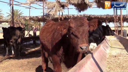 الوادي: تسمين ..العجول بين إهتمام الموالين ونقص الإمكانيات