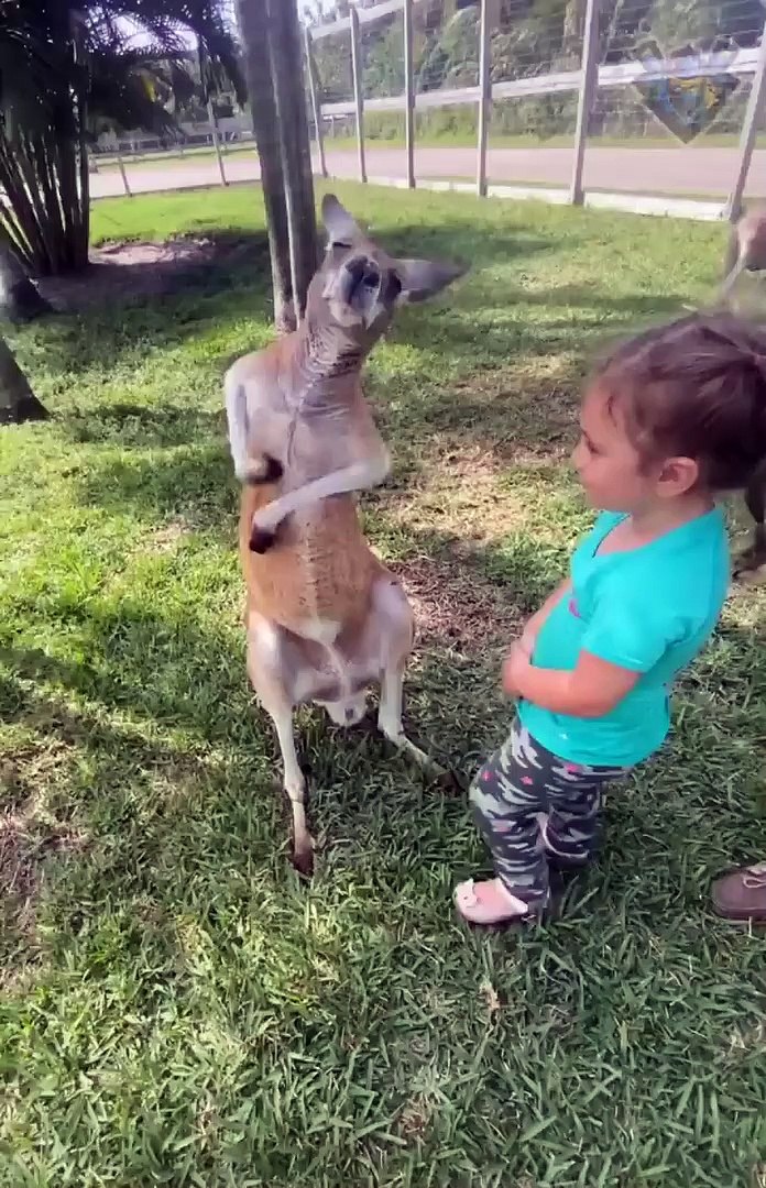 ⁣Incredibly hilarious animal moments #1