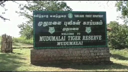 Video: முதுமலை புலிகள் காப்பகத்தில் மானை வேட்டையாடிய புலியின் வீடியோ