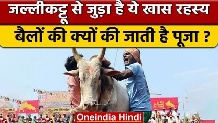 Jallikattu Festival में लोग करते हैं बैलों की पूजा, जानें क्या है रहस्य? | वनइंडिया हिंदी | *News