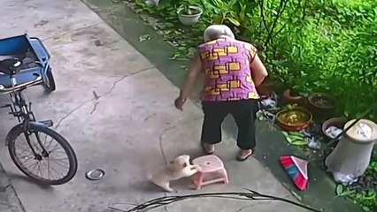 Funny Animals That Will Definitely Brighten Your Day--Funniest Animals 2023