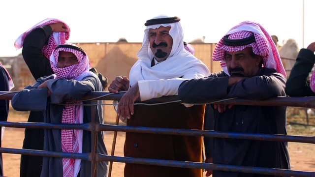 VIDÉO - Enquête Exclusive : entre botox et enchères, des concours de chameaux hors normes en Arabi