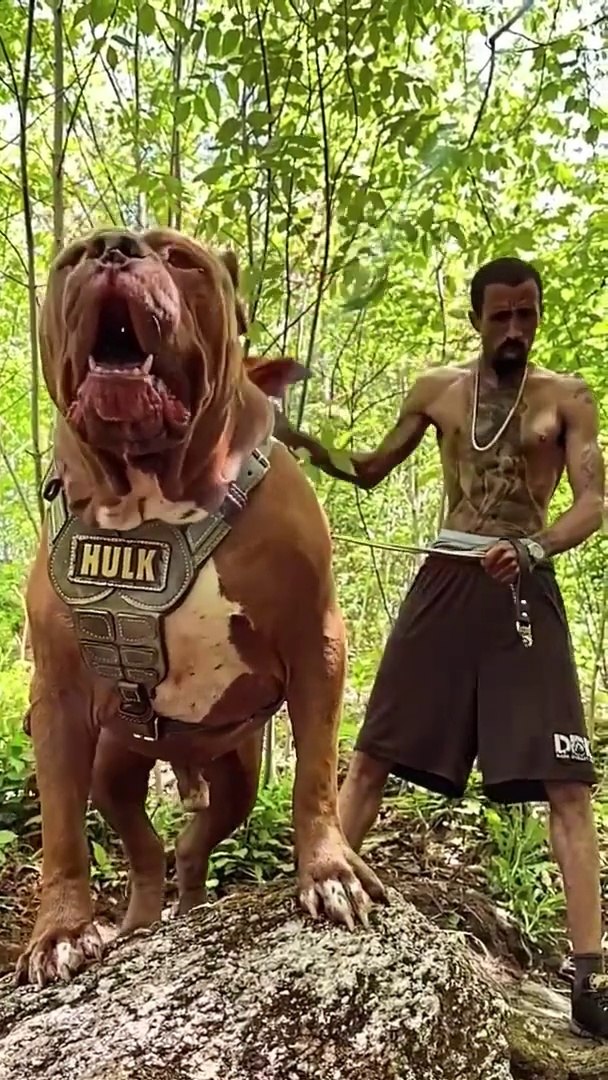 Hulk the Pitbull| Aggressive Pitbull Dog - video Dailymotion