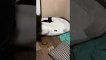 Vídeo hilário: doberman enfurecido não consegue recuperar sua cama, ocupada por um gato