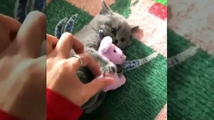 Vídeo hilário: gato extremamente possessivo não larga seu bichinho de pelúcia
