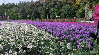 Emirates Flight in Miracle Garden