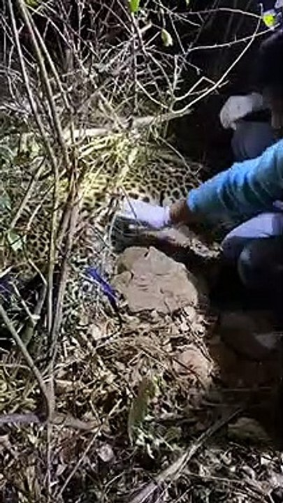 Trapped leopard tranquilised