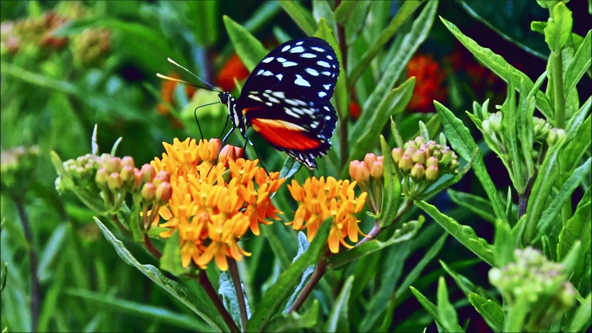 ⁣Relaxing Music and Birds Chirping Sounds with Beautiful Calmly Butterfly and Garden  Flowers