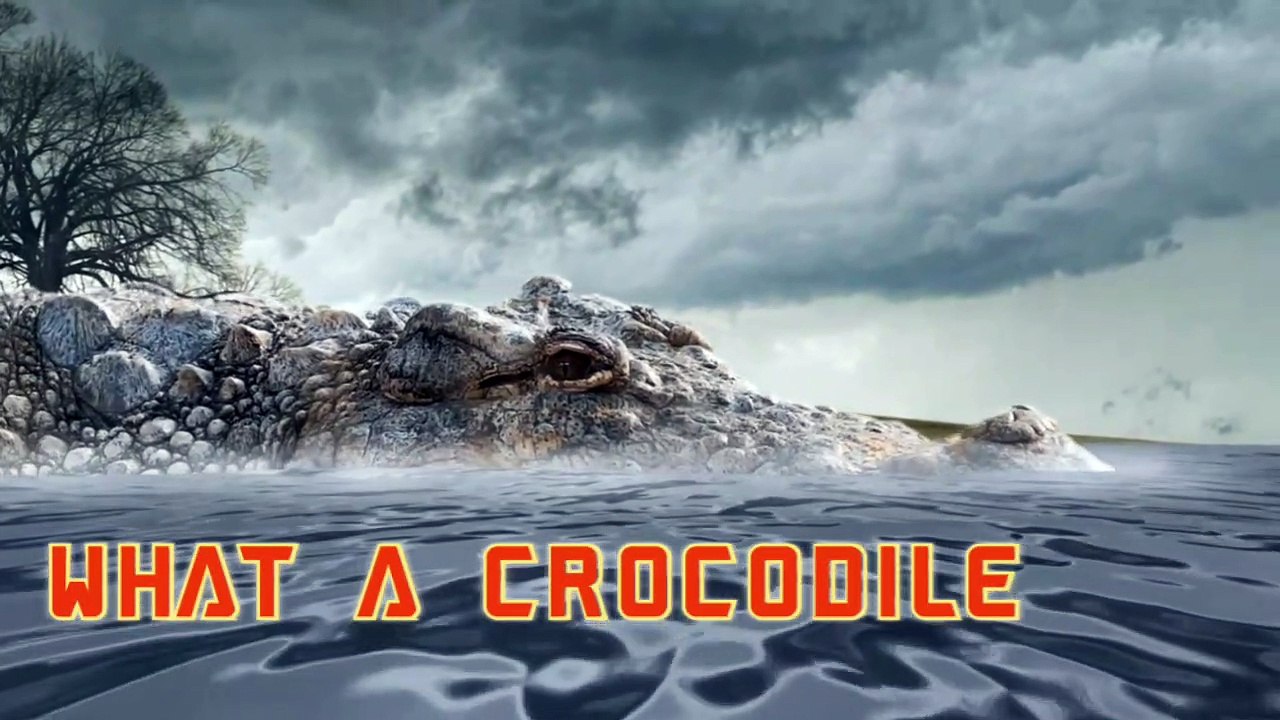 WHAT A CROCODILE