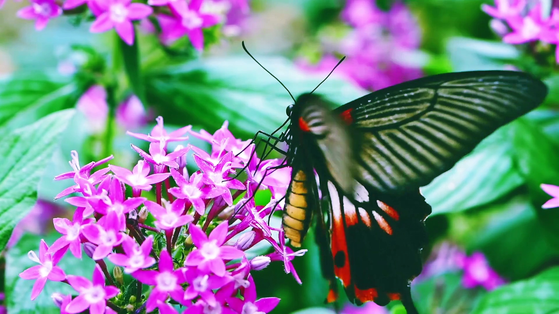Relaxing Music with Beautiful Calmly Butterfly and Garden  Flowers