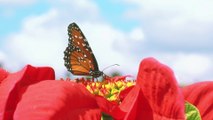 Relaxing Music and Birds Chirping Sounds with Beautiful Calmly Butterfly and Garden  Flowers