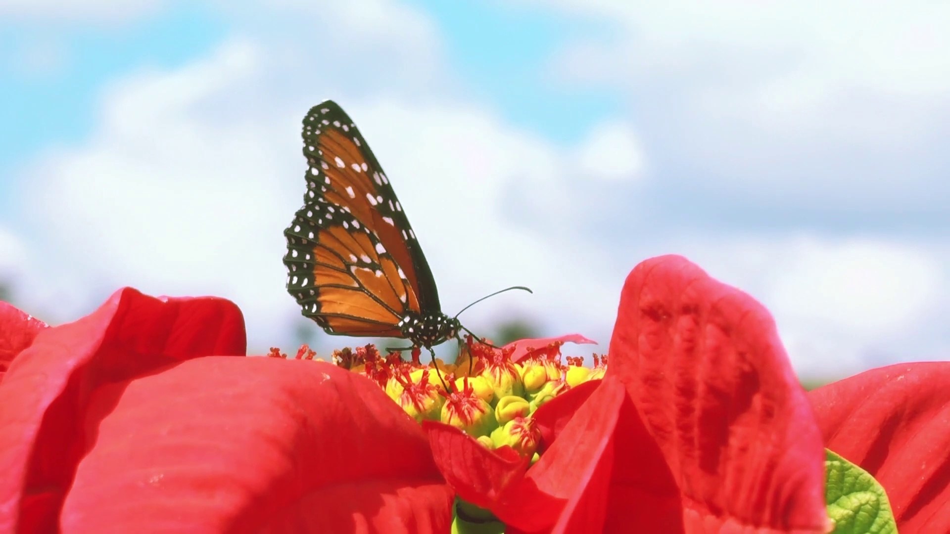 ⁣Relaxing Music and Birds Chirping Sounds with Beautiful Calmly Butterfly and Garden  Flowers