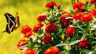 Relaxing Music and Birds Chirping Sounds with Beautiful Calmly Butterfly and Garden  Flowers