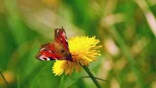 Relaxing Music and Birds Chirping Sounds with Beautiful Calmly Butterfly and Garden  Flowers