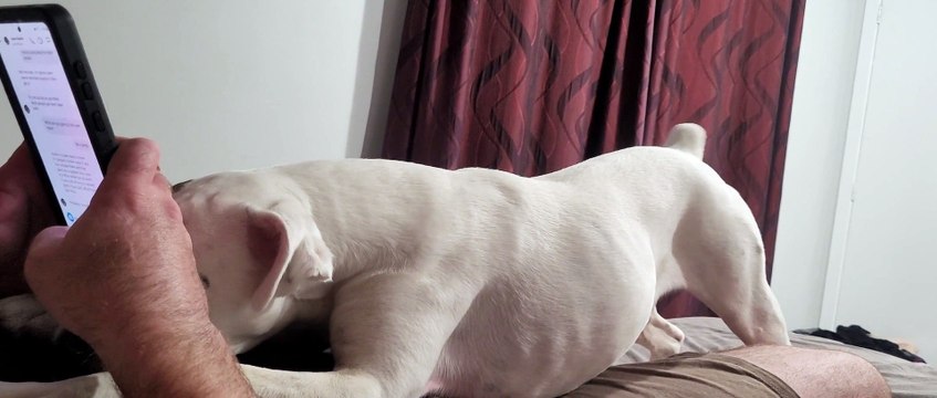 Pixie NEEDS Cuddles Before Bed