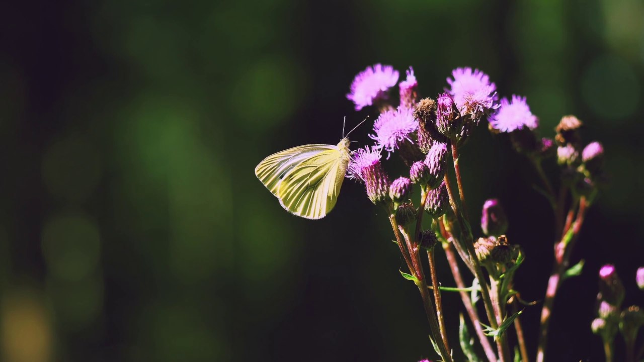 Relaxing Music and Birds Chirping Sounds with Beautiful Calmly Butterfly and Garden  Flowers