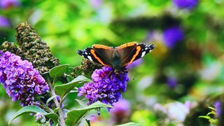 Relaxing Music and Birds Chirping Sounds with Beautiful Calmly Butterfly and Garden  Flowers