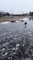 Ice Skating Dog