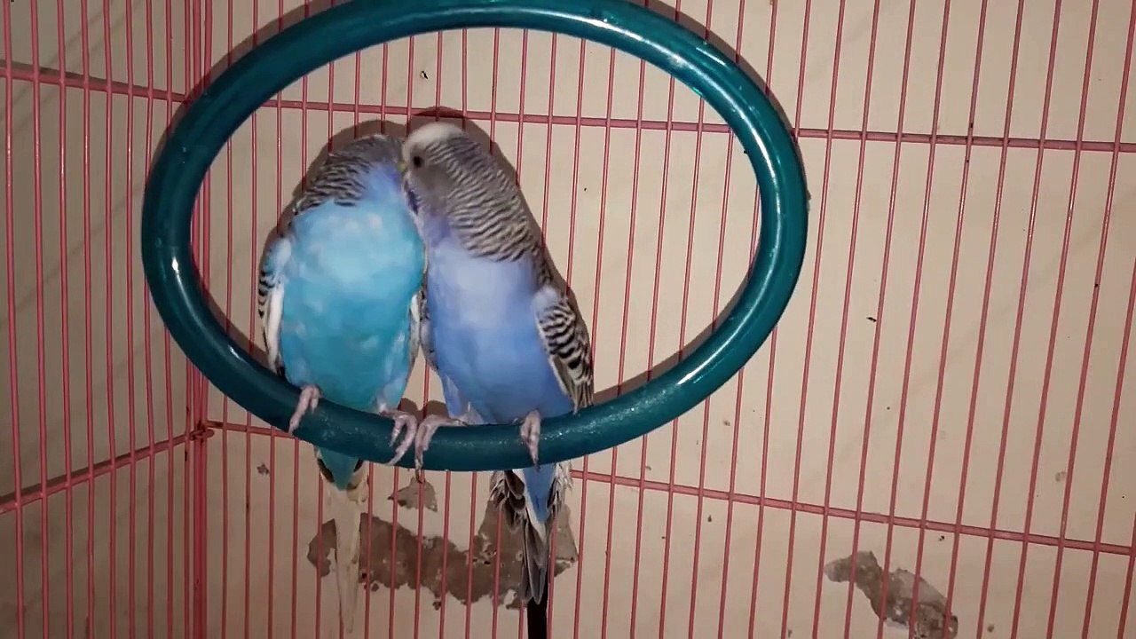 PARROT