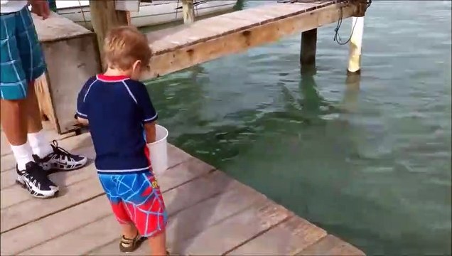 Cet enfant voulait nourrir des poissons mais attendez la fin