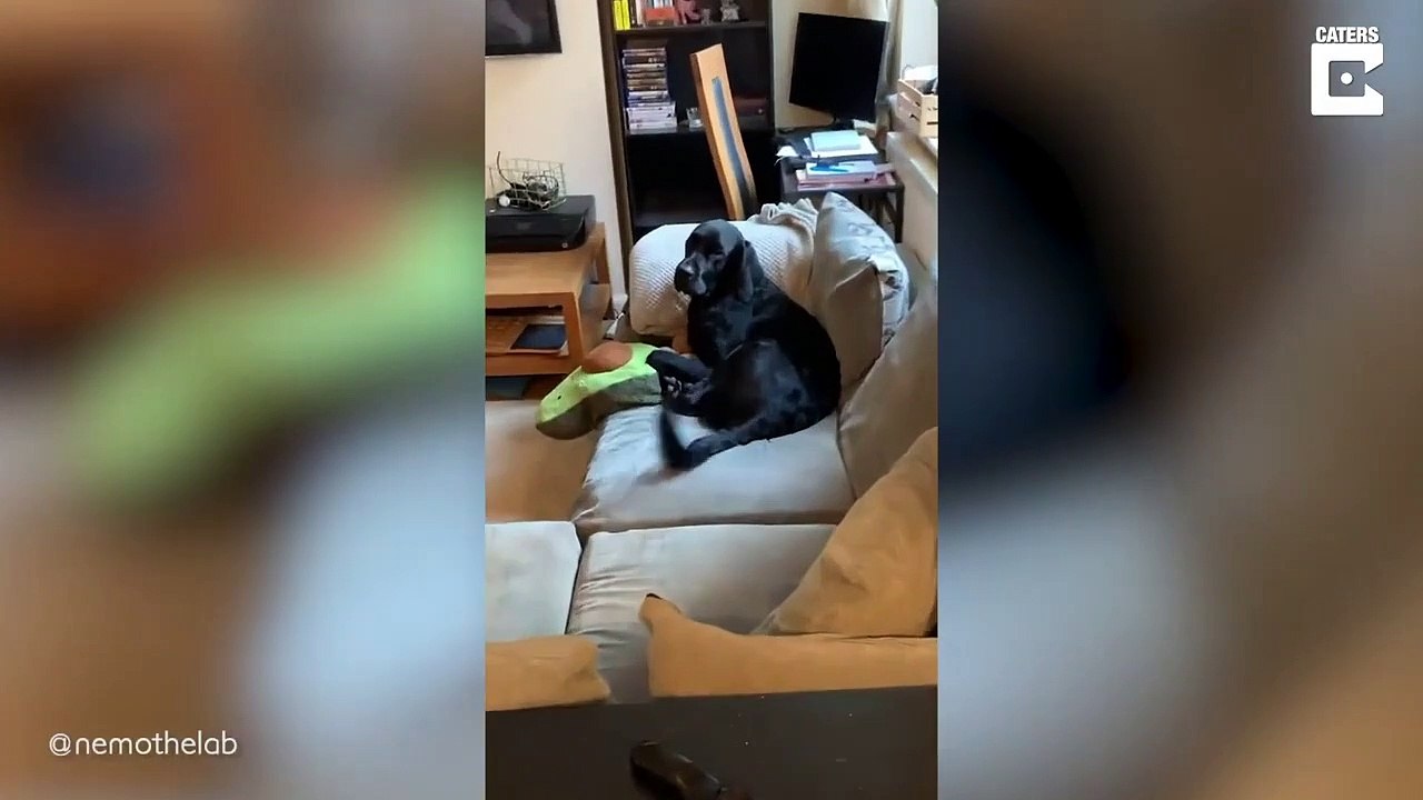 Ce chien a un doudou un peu encombrant