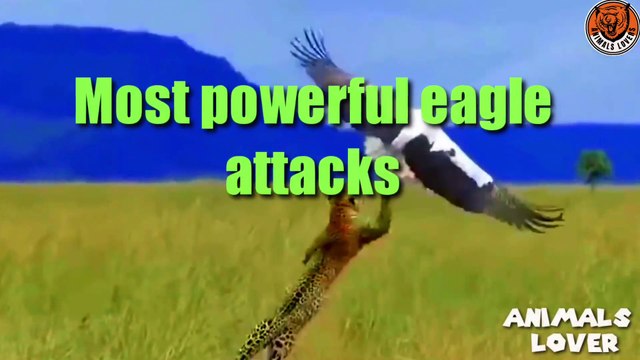 The most eagle attacks compilation l Raptors and Eagle Attacks l Eagle vs Snake, Fox, Monkey, Lion
