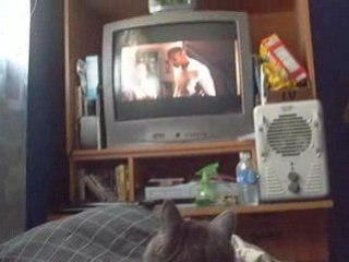 My Cat Watching "I Am Legend"