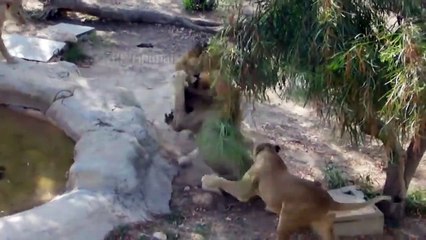 Male Lion, Fierce Battle To Protect The Territory  Don't Mess With a Lion's Territory