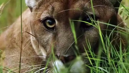 Lion Of The Andes Fail  Mother Gizzly Bear Save Baby From Puma Hunting