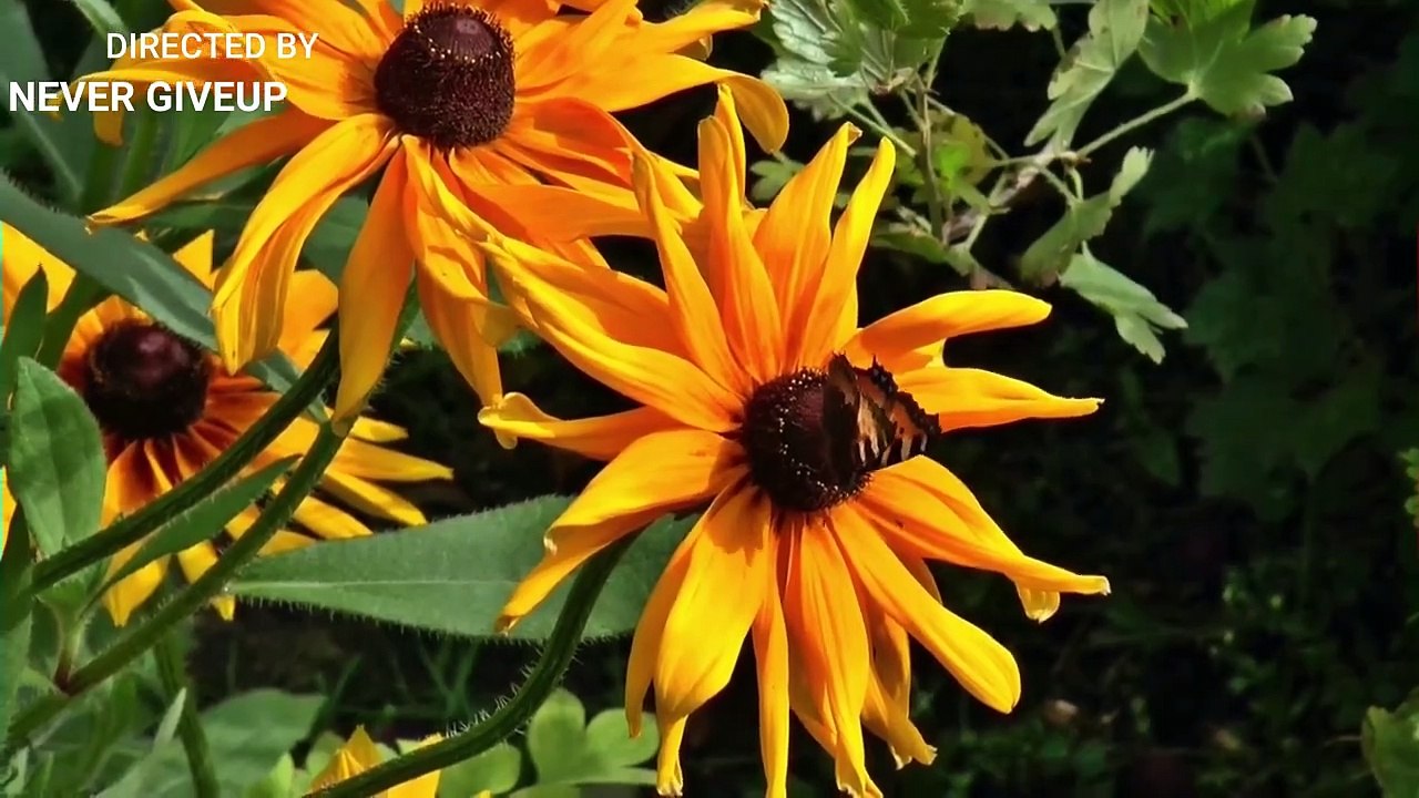 Butterfly   The Beauty of Pollination