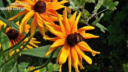 Butterfly   The Beauty of Pollination