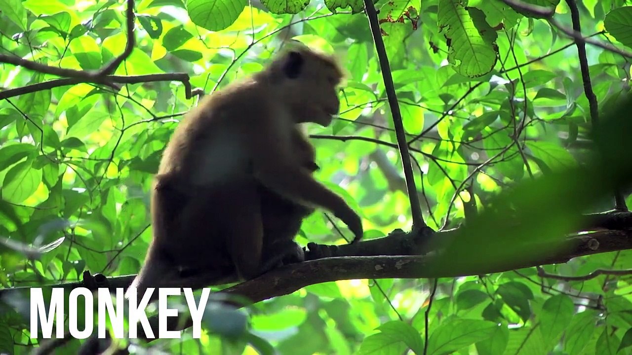 learn wild animals name in english 2022