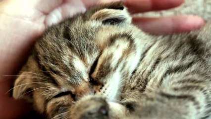 Cute baby animals Videos Compilation Cute moment of the animals