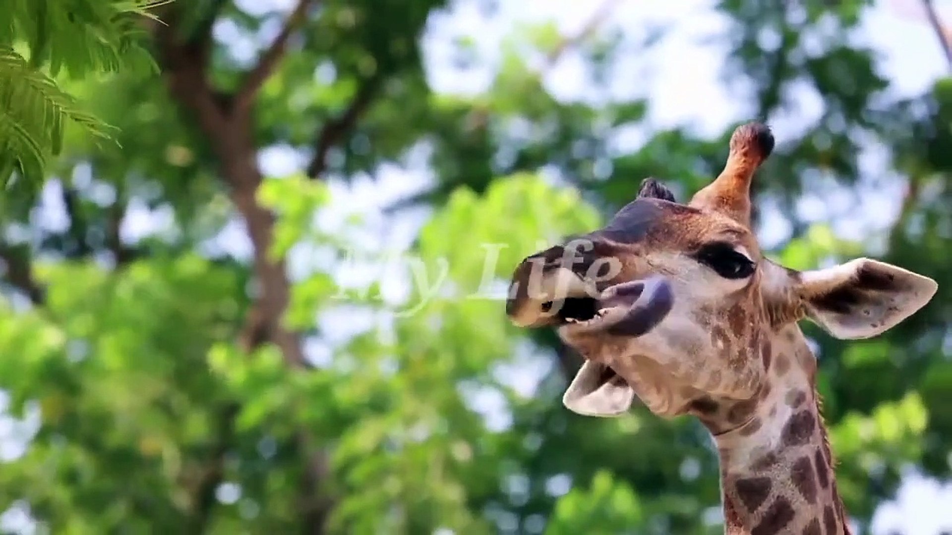 ⁣Animals Planet  African Animals Relaxing Video