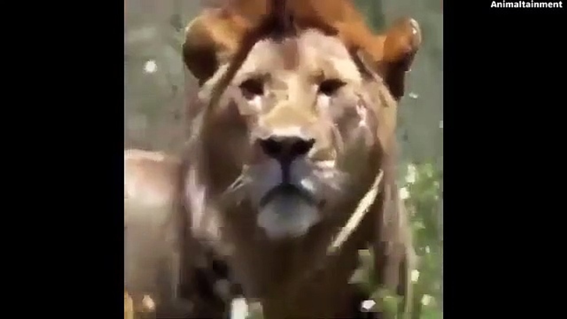 ⁣best animal 2022 animal planet tv