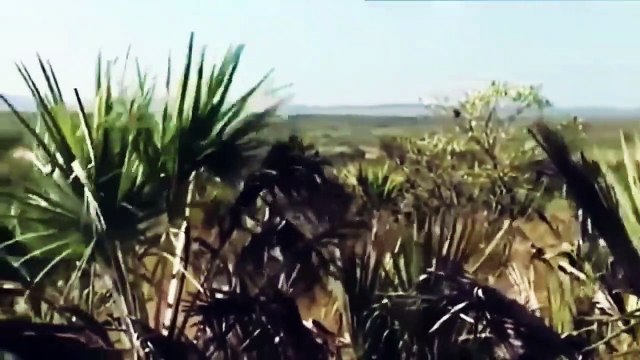 Lions national geographic documentary Southern Africa wildlife 2022