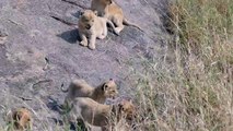 ORIGINAL AUDIO ADORABLE! SIX LION CUBS enjoy their first outdoor adventure 1080p 60FPS