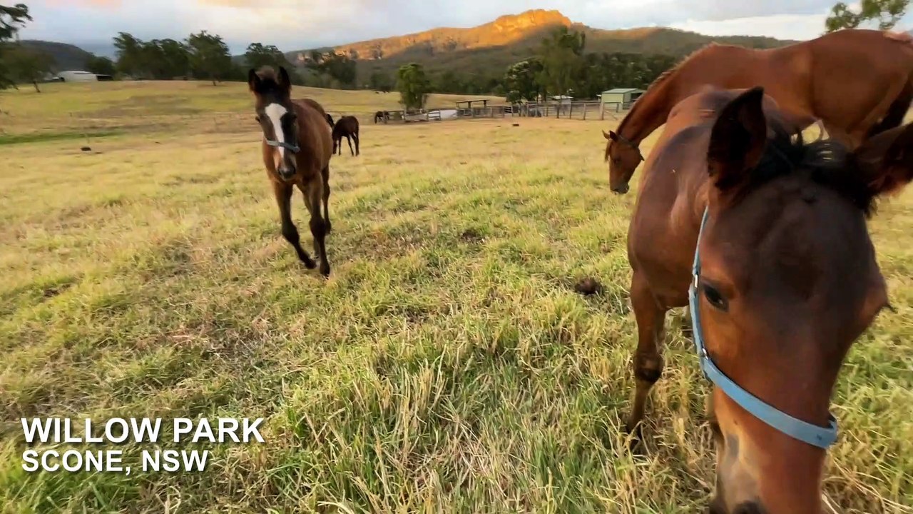 Willow Park broodmare farm, Scone NSW (Video by Rachel Gray for ACM